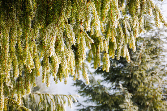 rime covered branch of a fir tree in morning light. closeup nature background in winter