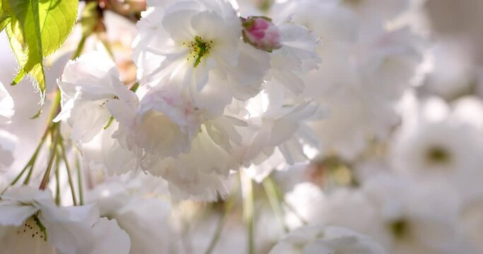 Slow motion video of sakura white blossom spring In the park