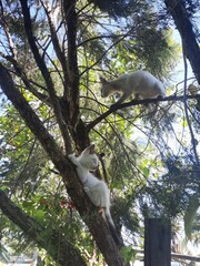 Cat on the fragrant pine tree