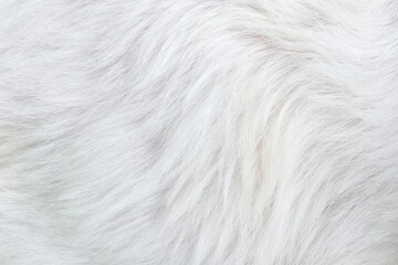 white fur background