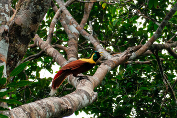 Red bird-of-paradise (Paradisaea rubra), also called the cendrawasih merah observed in West Papua, Indonesia