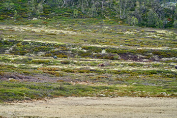 Muskox, Ovibos moschatus, standing in the subarctic tundra