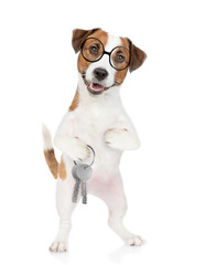 Smart Jack russell terrier puppy wearing eyeglasses holds in his paw keys to a new apartment. Isolated on white background