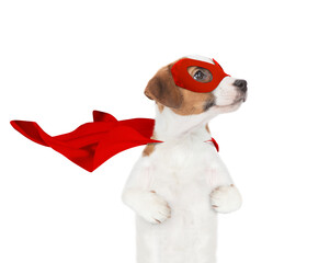 Funny jack russell terrier puppy wearing superhero costume looking awa on empty space. Isolated on white background - obrazy, fototapety, plakaty