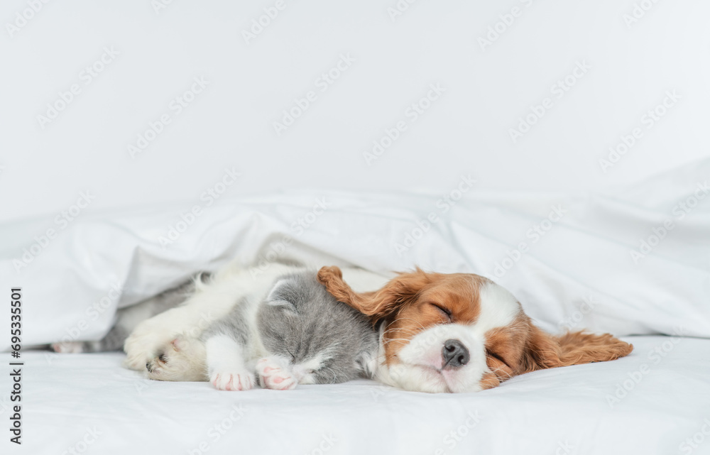 Poster Friendly Cavalier King Charles Spaniel sleeps and hugs tiny kitten on the bed at home. Empty space for text