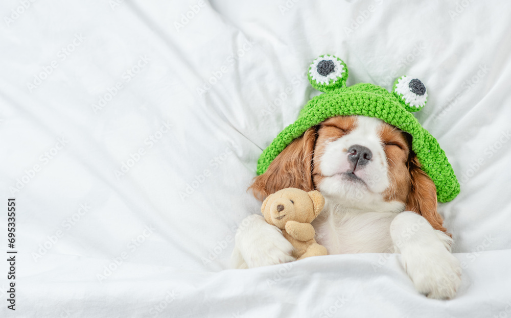 Poster cozy cavalier king charles spaniel puppy wearing funny hat sleeps on a bed at home and hugs toy bear