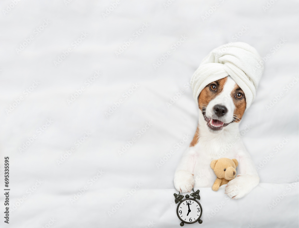 Poster jack russell terrier puppy with towel on it head lying on a bed at home and shows alarm clock and hu