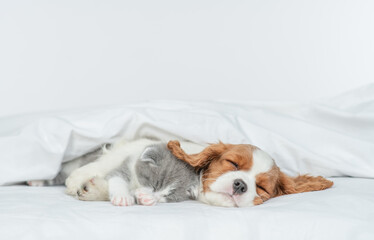 Friendly Cavalier King Charles Spaniel sleeps and hugs tiny kitten on the bed at home. Empty space...