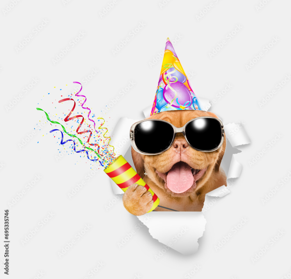 Fototapete happy mastiff puppy wearing sunglasses and party cap looks through a hole in white paper and holds e