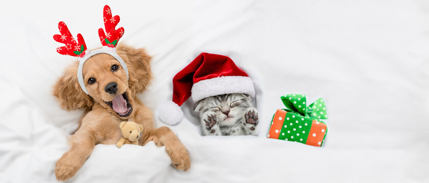 Yawning English Cocker spaniel puppy dressed like santa claus reindeer hugging toy bear and lying with cozy kitten and gift box under white blanket at home. Top down view. Empty space for text