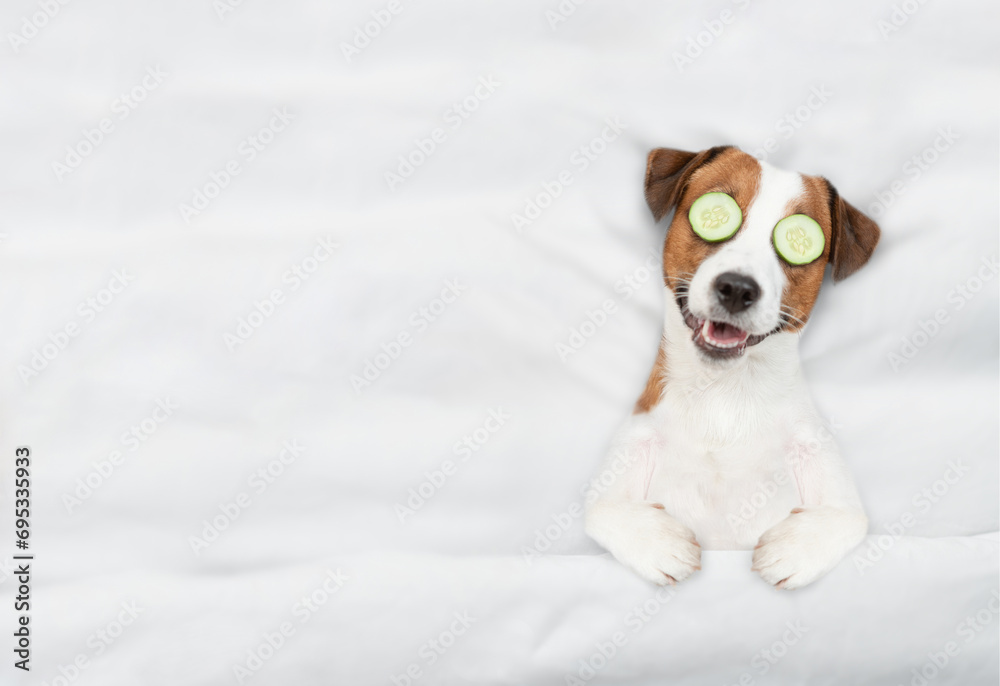 Aufkleber funny jack russell terrier puppy with a piece of cucumber on it eyes relaxing on the bed at home. to