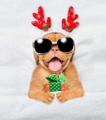 Cute Mastiff puppy dressed like santa claus reindeer  Rudolf lying under white blanket at home and...