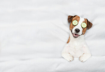 Funny jack russell terrier puppy with a piece of cucumber on it eyes relaxing on the bed at home. Top down view. Empty space for text