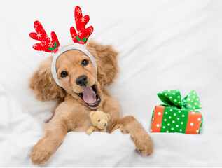 Happy English Cocker spaniel puppy dressed like santa claus reindeer  Rudolf lying with toy bear...