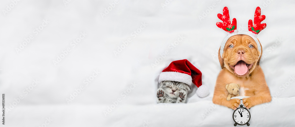 Poster happy mastiff puppy dressed like santa claus reindeer rudolf holding alarm clock and lying with cozy