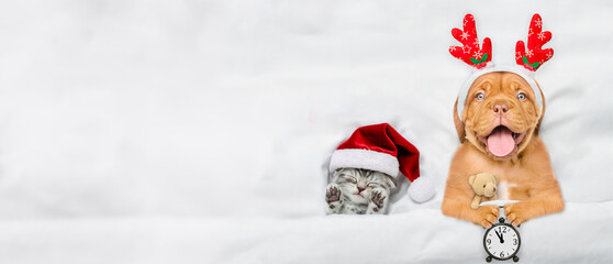 Happy mastiff puppy dressed like santa claus reindeer  Rudolf holding alarm clock and lying with cozy kitten under white blanket at home. Top down view. Empty space for text
