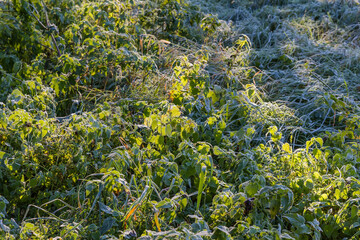 Nettle and grass covered with hoarfrost in sunny autumn morning