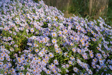 Purple flowers of aster on a flowerbed in sunny morning