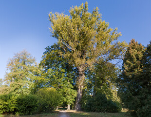 Old black poplar in autumn park against the clear sky