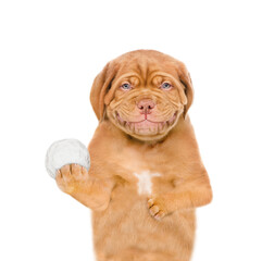 Smiling mastiff puppy holds snowball. Isolated on white background