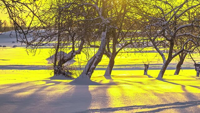 Orchard trees casting shadow on snow from bright sunrise glow, time lapse