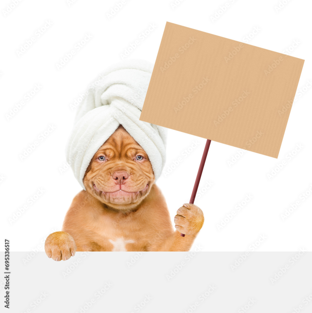 Poster Funny Mastiff puppy with towel on it head holds  empty placard above empty white banner. isolated on white background