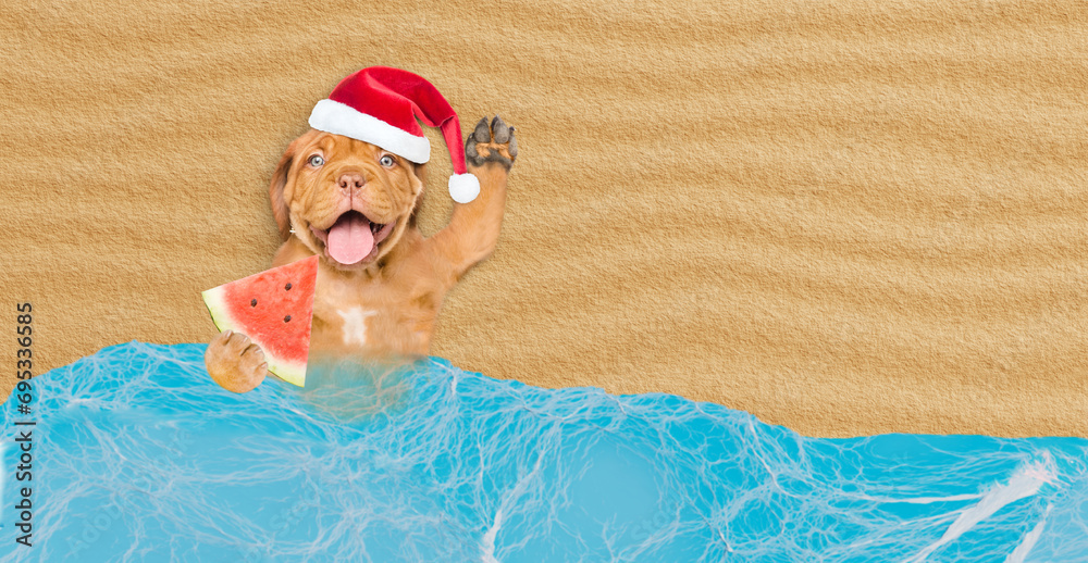 Poster happy mastiff puppy wearing red santa hat lying on sandy tropical beach at ocean and holds slice of 