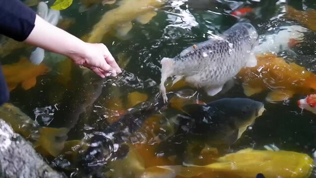 Woman's hand feeding Koi fish in a lake or fish pond with clear water. Koi fish in various colors. Koi fish symbolize strength, courage and good change
