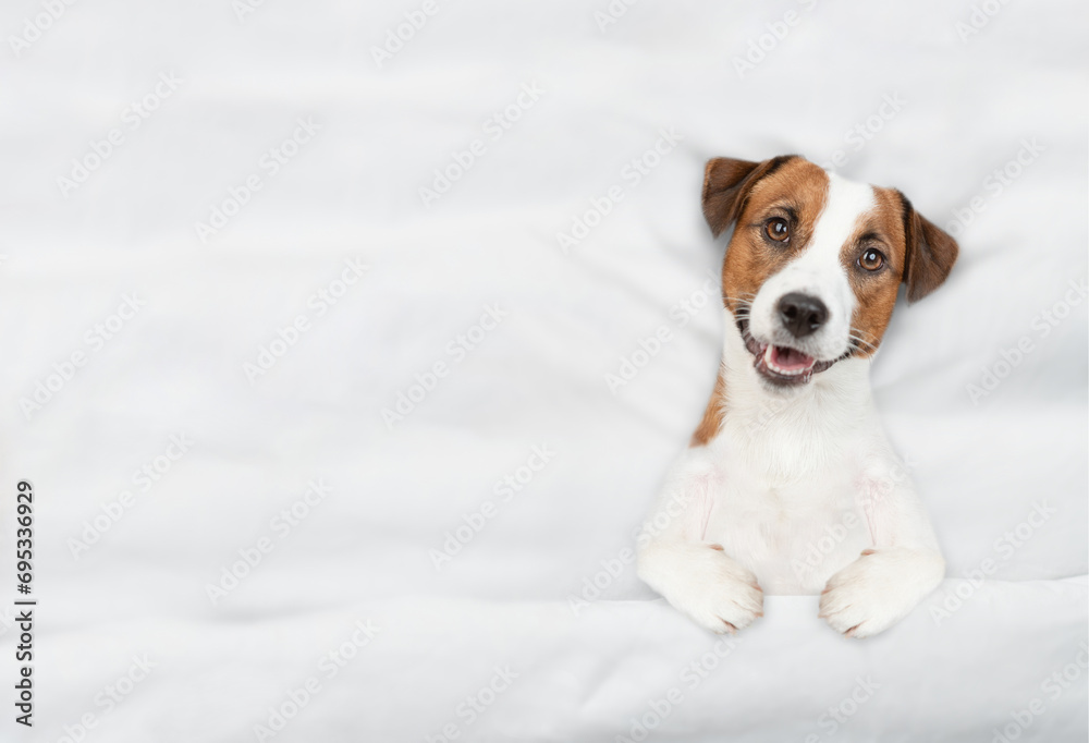 Poster jack russell terrier puppy lying under white blanket on a bed at home before bedtime. top down view.