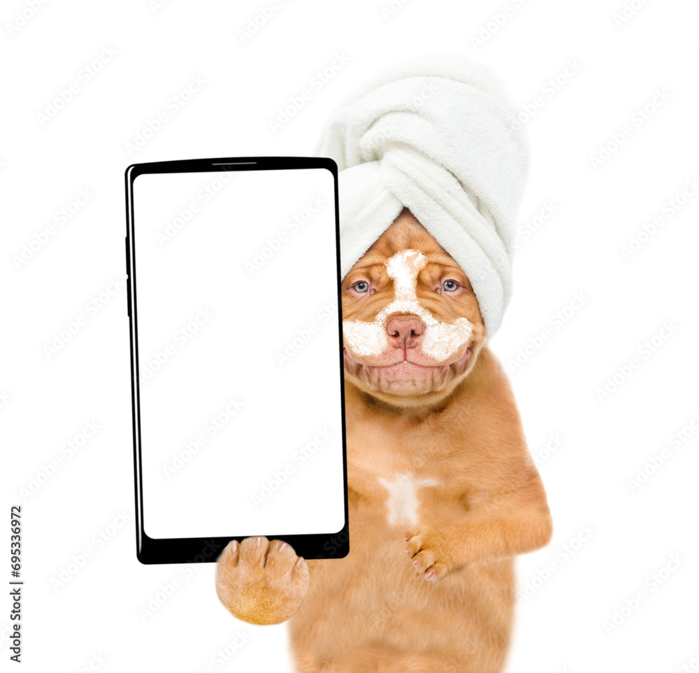 Poster Smiling Mastiff puppy with towel on it head holds  big smartphone with white blank screen in it paw. isolated on white background