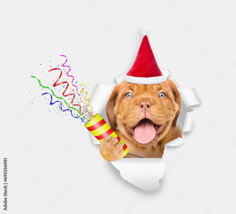 Poster happy mastiff puppy with open mouth wearing santa hat looks through the hole in white paper and hold