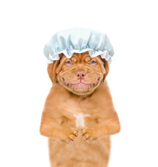 Smiling Mastiff puppy wearing shower cap with cream on his face looks at camera. isolated on white background