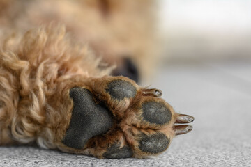 Young brown poodle dog paw close up.