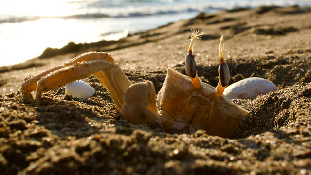 A ghost crab that controls the environment from its nest in the sand. Ocypode quadrata (Yellow Ghost Crab). Crab living on the Mediterranean and Aegean coasts.