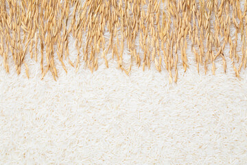 Ears of rice and rice. Creative background of rice and rice ears. white rice background