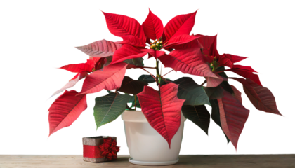 ポインセチア