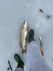 pike fish