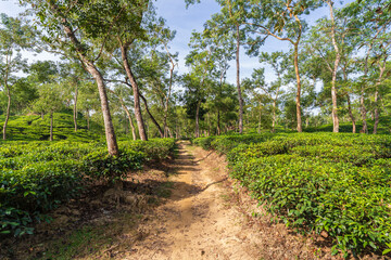 Fototapeta na wymiar Scenic morning landscape view of bright path in hilly tea garden, Sylhet, Bangladesh
