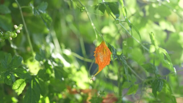 The bitter melon on the tree is eaten as a healthy food.