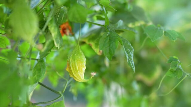 The bitter melon on the tree is eaten as a healthy food.