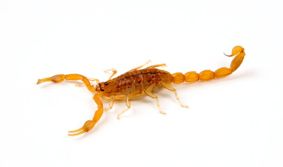 Afrikanischer Dickschwanz-Skorpion // Common Lesser-Thicktail Scorpion (Uroplectes carinatus)