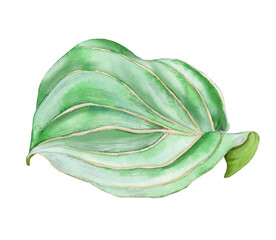 Tropical green leaf drawn in watercolor isolated on white background. Botanical illustration.