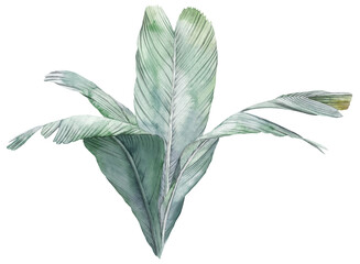 Tropical green leaf drawn in watercolor isolated on white background. Botanical illustration. - obrazy, fototapety, plakaty