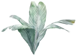 Fotobehang Tropical green leaf drawn in watercolor isolated on white background. Botanical illustration. © Арина Трапезникова