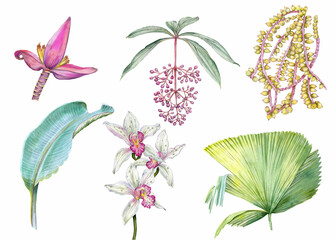 Tropical plants drawn in watercolor isolated on a white background. Banana flower and leaf, palm seed, palm leaf, medinilla and orchid. - 695346309