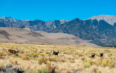 A herd of deer grazes in the desert near sand dunes, Great Sand Dunes NP, Preserve Colorado