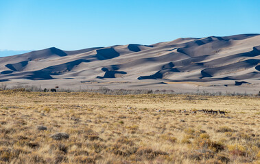 A herd of deer grazes in the desert near sand dunes, Great Sand Dunes NP, Preserve Colorado