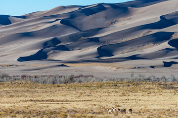 A herd of deer grazes in the desert near sand dunes, Great Sand Dunes NP, Preserve Colorado