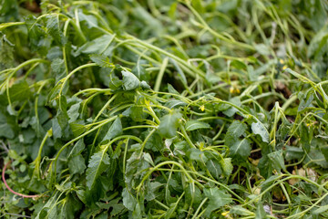 Improving soil structure with green manure. Mustard crops.