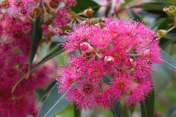 Close up of beautiful pink blossoms of the Australian native flowering gum tree Corymbia ficifolia, Family Myrtaceae. Summer flowering ornamental tree.